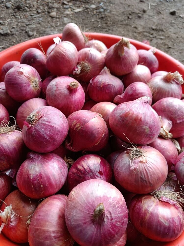 Onion